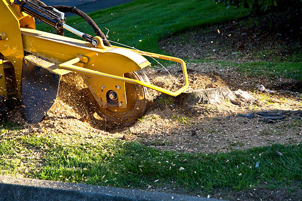 How Our Tree Care Process Works  in  Winterville, NC